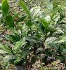 green tea extract