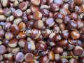 New crop chestnut
