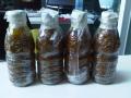 Palm aid Oil (PAO)