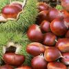 fresh preserved chestnut