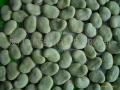  Frozen   broad   bean s