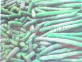 Frozen green beans
