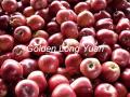  Red   Delicious  Apple