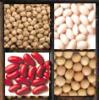  Faba   beans  (Foul Medemas )