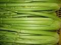 Fresh Preserved Celery
