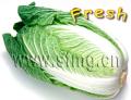 fresh cabbage