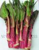 flower stalk