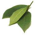  laurel   leaves 