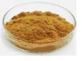 Ginkgo Biloba extract