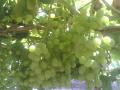  green   grape 