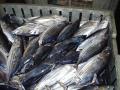  SKIPJACK  TUNA