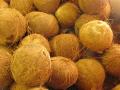 COCONUT PRODUCTS