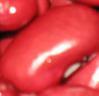  Red   small   bean 