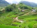  Thai   rice 