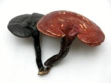 REISHI MUSHROOM(POWDER)