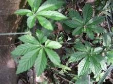 Organic Fiveleaf Gynostemma Herb