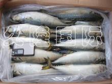 Standard Pacific Mackerel for Exportation