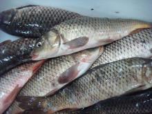  FROZEN   CARP  WR / FILLET