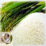 NON-GMO rice protein