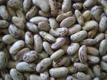 light speckled kidney beans long type