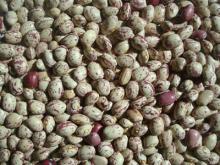 light speckled kidney beans xinjiang type