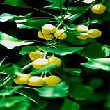 Gingko Biloba  Extract  USP 30