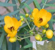  Senna   Extract 