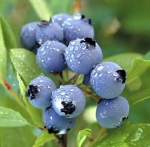 IQF Blueberry
