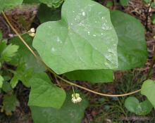 Menispermum dauricum extract