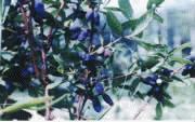 Sweetberry anthocyanins