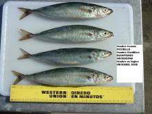 Scad Mackerel
