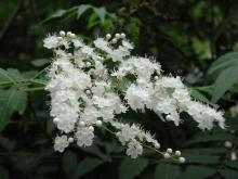 Sorbaria sorbifolia extract