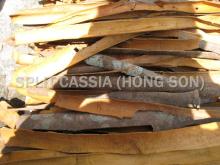 split cassia