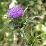 Milk Thistle Extract