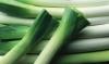 Frozen  Scallion