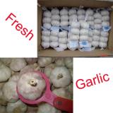 3pcs Small Packing Garlic