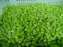 Frozen Kiwi Dice