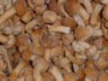 iqf nameko