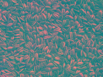 SUNFLOWER SEEDS