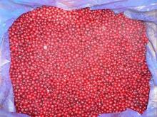 IQF Frozen lingonberry