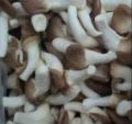 frozen mushroom