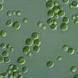 chlorella tablet