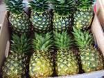 Philnova Pineapple Fruits