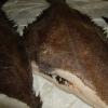  Halibut 