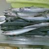 Mackerel