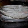 The  Blue   Whiting 