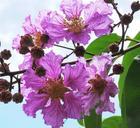 Banaba Leaf Extract