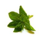  Mentha  Arvensis Oil