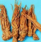 Angelica