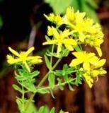 St. John's Wort P.E.